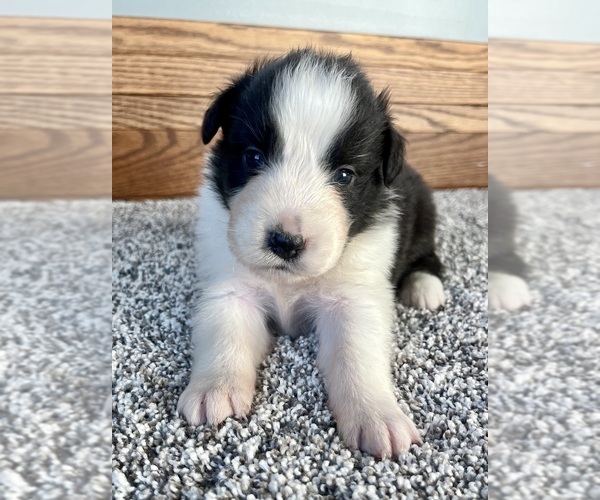 Medium Photo #3 Australian Shepherd Puppy For Sale in LODA, IL, USA