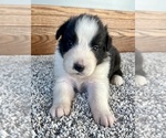 Small #2 Australian Shepherd