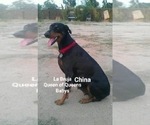 Small Photo #1 Doberman Pinscher Puppy For Sale in YUCCA VALLEY, CA, USA