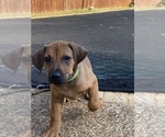 Small #21 Rhodesian Ridgeback