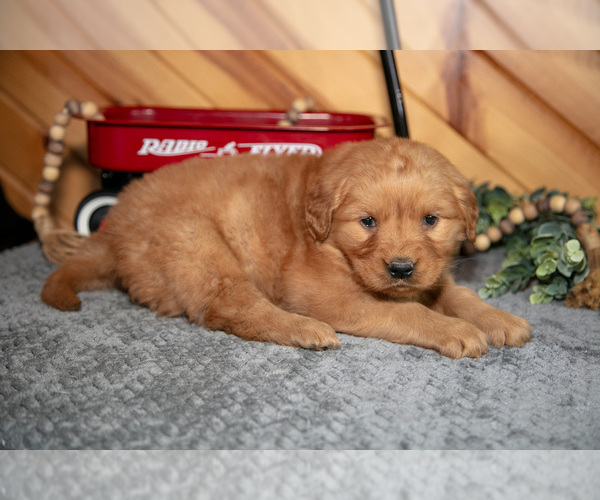 Medium Photo #2 Golden Retriever Puppy For Sale in BALTIC, OH, USA