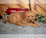 Small #1 Golden Retriever
