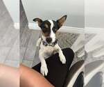 Small #1 Jack Russell Terrier Mix
