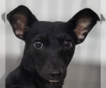Small #5 Chihuahua Mix