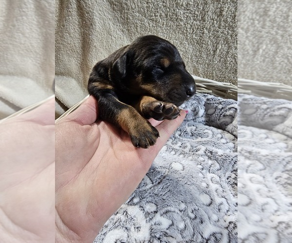 Medium Photo #7 Doberman Pinscher Puppy For Sale in COTTON, MN, USA