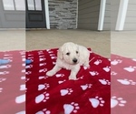Small Photo #2 Goldendoodle Puppy For Sale in IDABEL, OK, USA