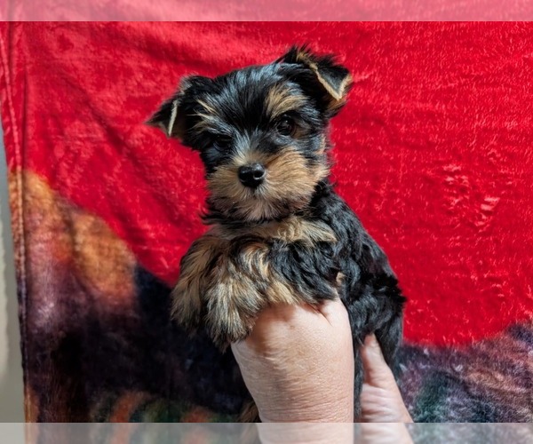 Medium Photo #1 Yorkshire Terrier Puppy For Sale in DAYVILLE, CT, USA