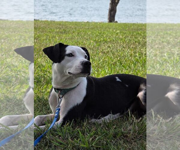 Medium Photo #1 Mutt Puppy For Sale in Rustburg, VA, USA