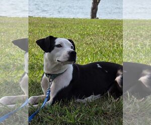 Mutt Dogs for adoption in Rustburg, VA, USA