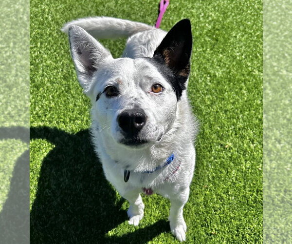 Medium Photo #2 Mutt Puppy For Sale in Salinas, CA, USA
