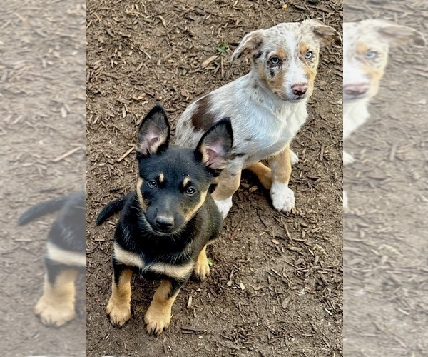 Medium Photo #6 Australian Kelpie Puppy For Sale in CAMAS, WA, USA