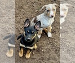 Small #5 Australian Kelpie