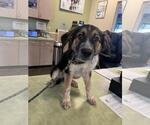Jack-O - Male Mutt Dog for Adoption - Small photo