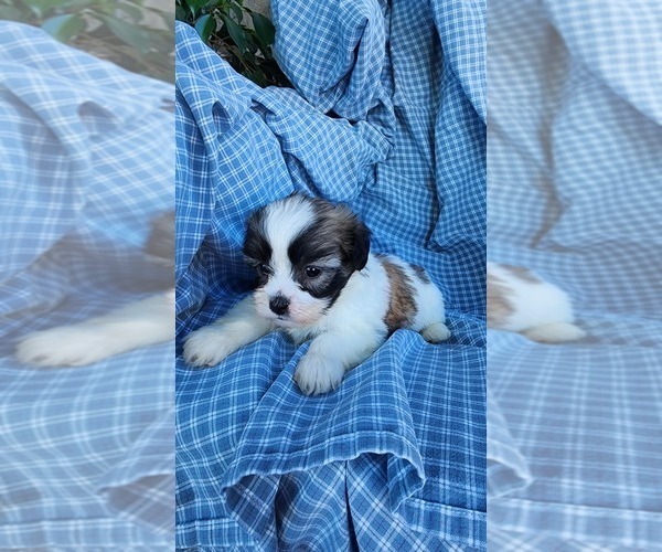 Medium Photo #3 Zuchon Puppy For Sale in GREENWOOD, WI, USA