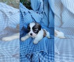 Small Photo #7 Zuchon Puppy For Sale in GREENWOOD, WI, USA