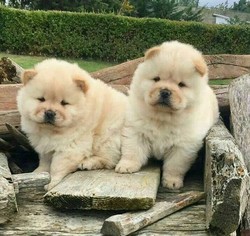 Chow Chow Dogs for adoption in SALINAS, CA, USA