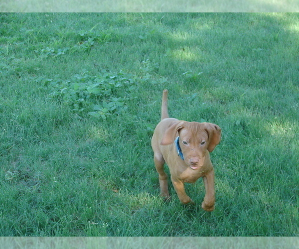 Medium Photo #2 Vizsla Puppy For Sale in AMORITA, OK, USA