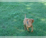 Small Photo #2 Vizsla Puppy For Sale in AMORITA, OK, USA