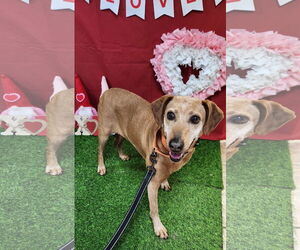 Coonhound-Plott Hound Mix Dogs for adoption in Clinton, OK, USA