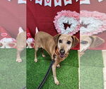 Small Coonhound-Plott Hound Mix