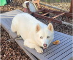 Small #2 American Eskimo Dog Mix