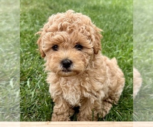 Poodle (Miniature)-Zuchon Mix Puppy for sale in ALGOMA, WI, USA