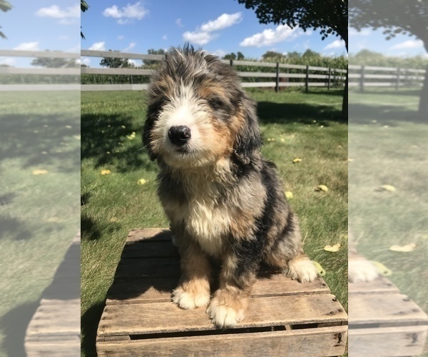 Medium Photo #3 Bernedoodle (Miniature) Puppy For Sale in GOSHEN, IN, USA