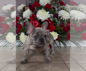 French Bulldog Puppy for sale in NAUGATUCK, CT, USA