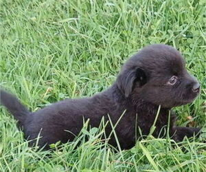 Miniature Australian Shepherd Puppy for sale in MILTON, WI, USA