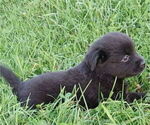 Image preview for Ad Listing. Nickname: Midnight