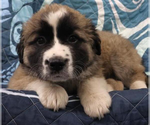 Medium Photo #1 Saint Bernard-Unknown Mix Puppy For Sale in Thief River Falls, MN, USA