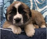 Small Saint Bernard Mix