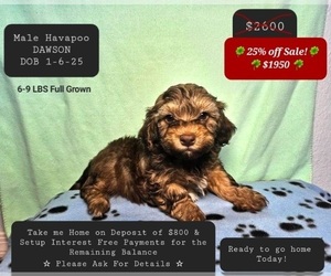 Poovanese Puppy for sale in TUCSON, AZ, USA