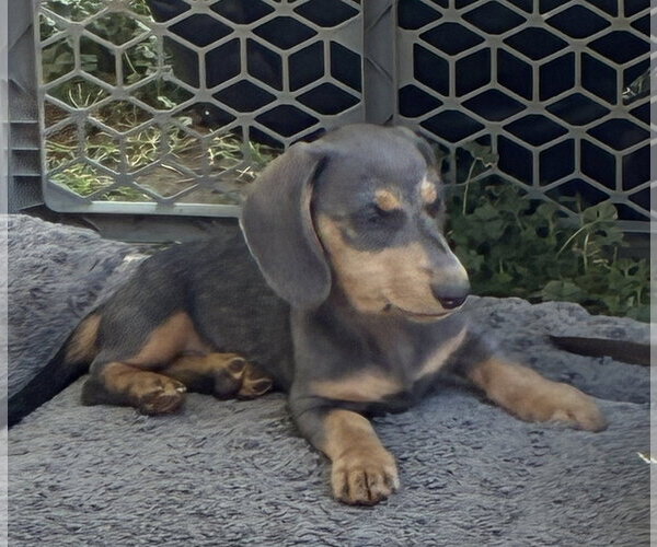 Medium Photo #2 Dachshund Puppy For Sale in Hesperia, CA, USA