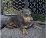 Small #1 Dachshund