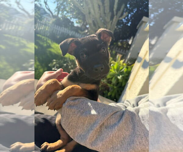 Medium Photo #1 Labrador Retriever-Unknown Mix Puppy For Sale in Dana Point, CA, USA