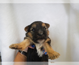 Yorkshire Terrier Puppy for sale in CENTRAL POINT, OR, USA