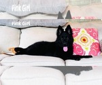 Small #1 German Shepherd Dog