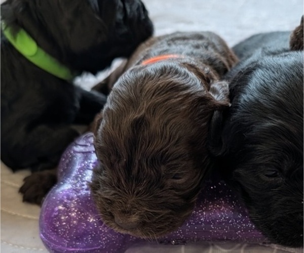 Medium Photo #17 Boykin Spaniel-Goldendoodle Mix Puppy For Sale in MORGANTON, NC, USA