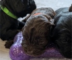 Small Photo #17 Boykin Spaniel-Goldendoodle Mix Puppy For Sale in MORGANTON, NC, USA
