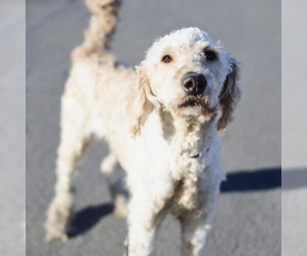 Medium Photo #1 Poodle (Standard) Puppy For Sale in San Antonio, TX, USA