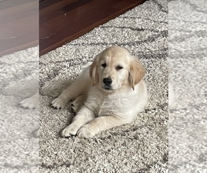 Golden Retriever Puppy for sale in SOMERS, CT, USA