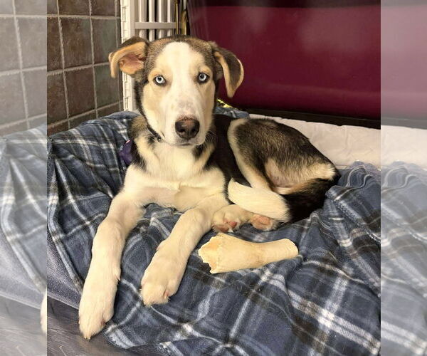 Medium Photo #5 Huskies -Unknown Mix Puppy For Sale in Boonton, NJ, USA