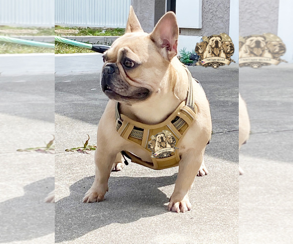 Medium Photo #6 French Bulldog Puppy For Sale in LEHIGH ACRES, FL, USA