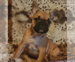 French Bulldog Puppy for sale in SLOATSBURG, NY, USA