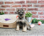 Small #8 Schnauzer (Miniature)