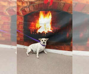 Chihuahua-Unknown Mix Dogs for adoption in San Bernardino, CA, USA