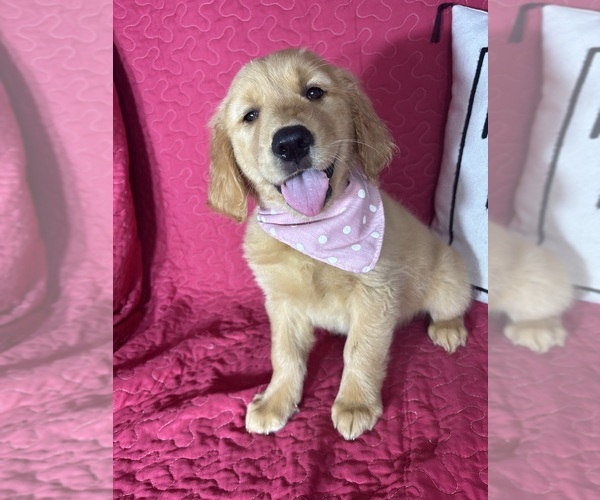 Medium Photo #3 Golden Retriever Puppy For Sale in GREENFIELD, IN, USA
