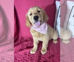 Small #2 Golden Retriever