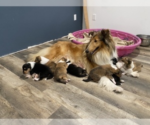 Mother of the Collie puppies born on 02/07/2023